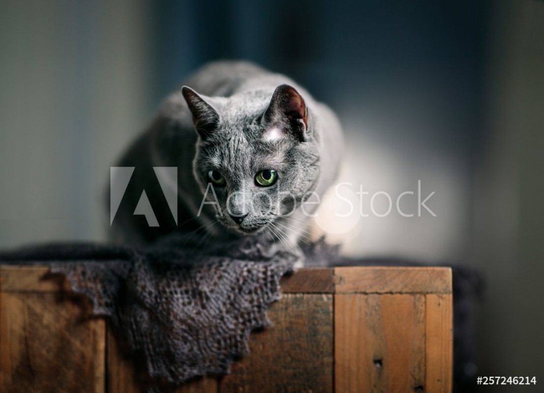 Afbeeldingen van Russian Blue Cat